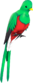 RED Quizzical Quetzal.png