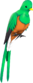 Painted Quizzical Quetzal C36C2D.png