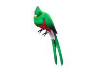 Quizzical Quetzal