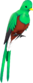 Painted Quizzical Quetzal 803020.png