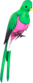 Painted Quizzical Quetzal FF69B4.png