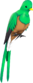 Painted Quizzical Quetzal A57545.png