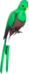 Painted Quizzical Quetzal 654740.png