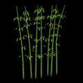 Bamboo1.jpg