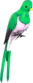 Painted Quizzical Quetzal D8BED8.png