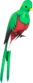 Painted Quizzical Quetzal B8383B.png